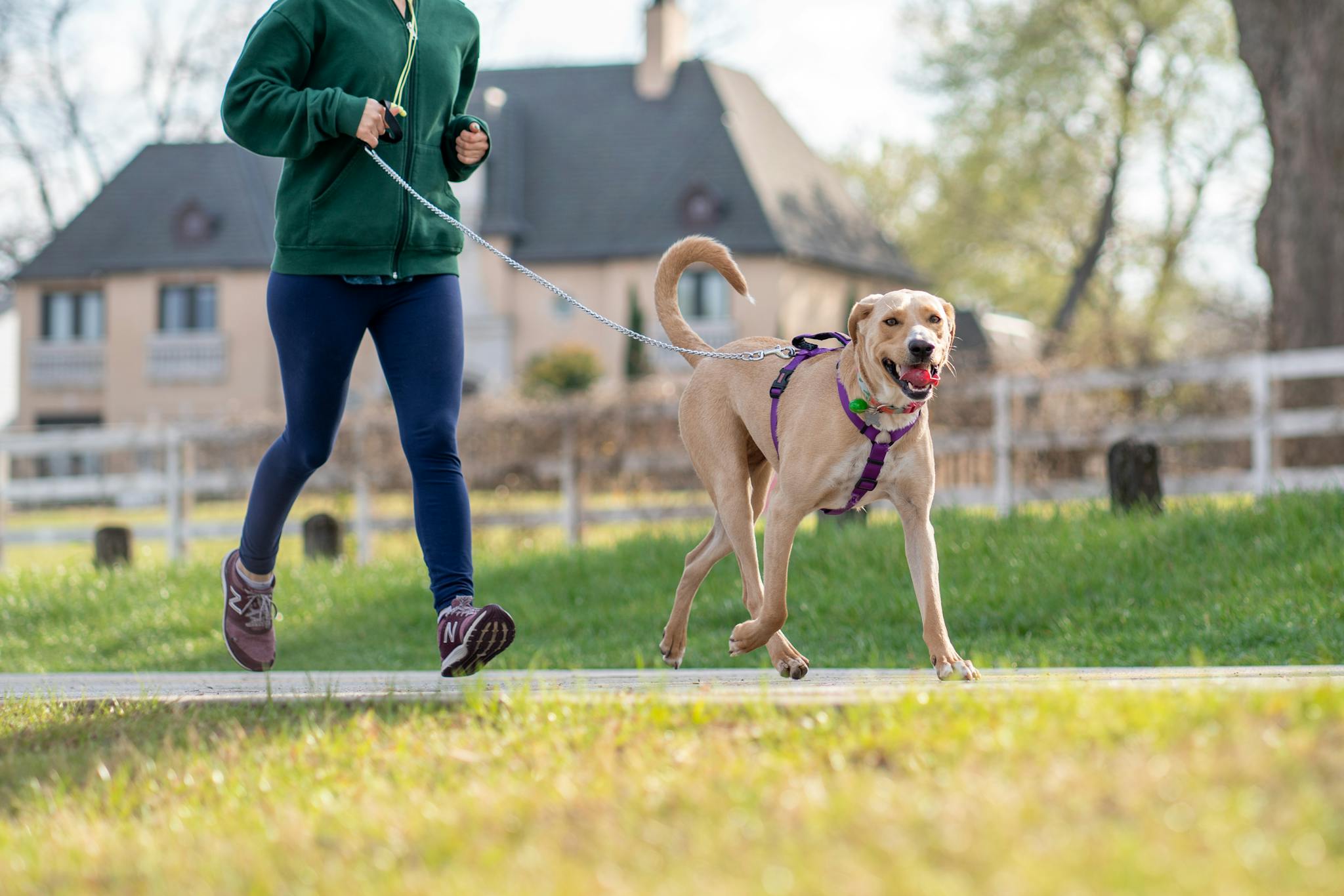 A woman jogs outdoors with her happy Labrador Retriever on a leash during a sunny day.