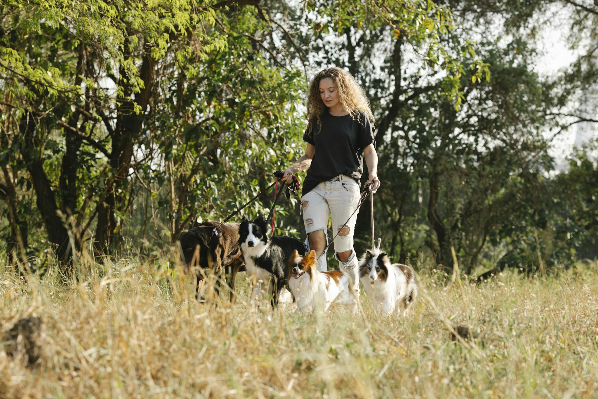 A woman walks multiple dogs in a lush, sunny rural area, enjoying nature.