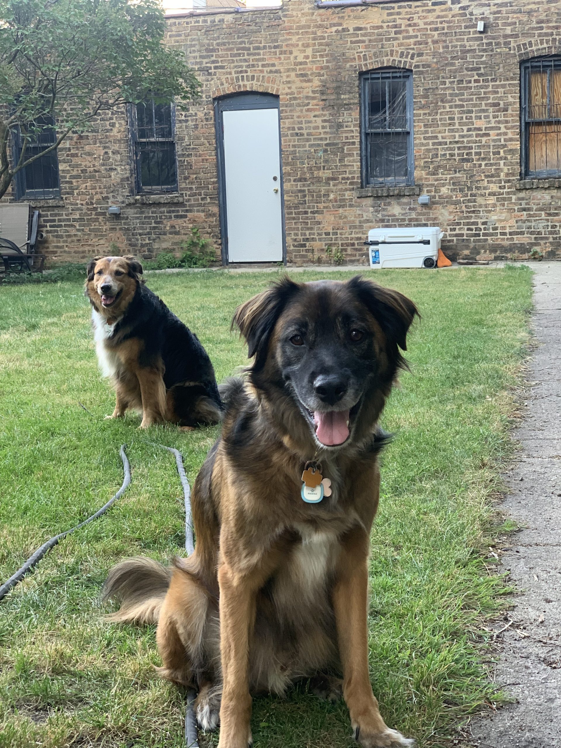 Two senior dogs in a yard