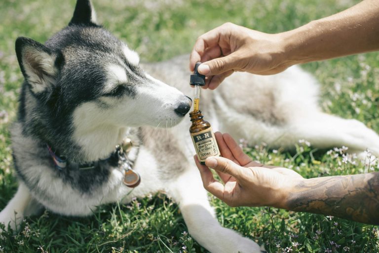 A Siberian Husky being introduced to CBD oil outdoors by a tattooed hand in Denver.